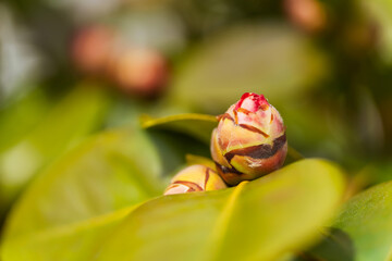 Camellia flowers blooming close-up. Camellia flowers spoiled by frost and snow. Red camellia buds...