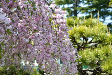 満開の枝垂桜