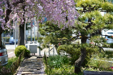 枝垂桜のトンネル