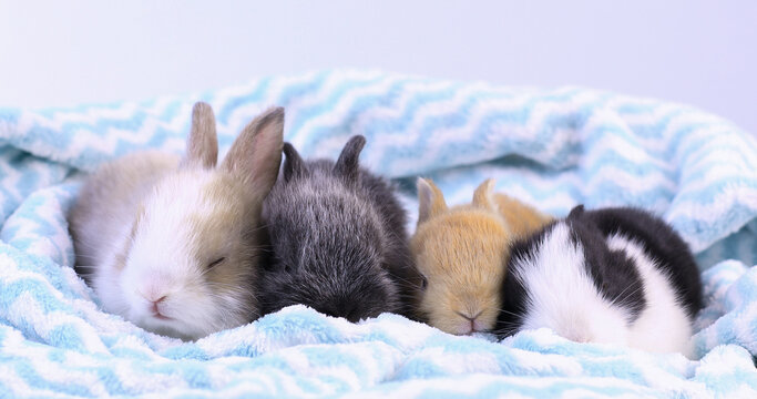 A group of lovely bunny easter fluffy baby rabbits sitting and sleeping in warm soft blue and white blanket on white background.
