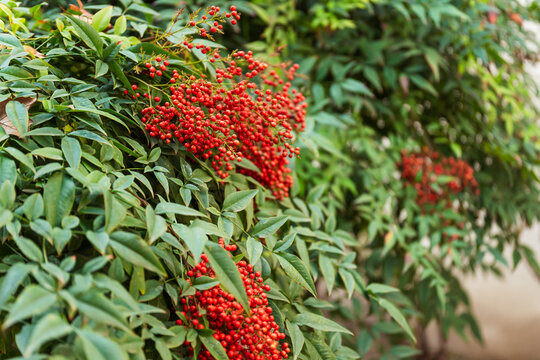 Nandina domestica berries close-up. A shrub with red berries in Turkey.