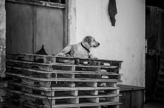 An Aged Dog Resting on a Pile of Pallets outside an Old Warehouse in Chania, Crete Island, Greece. Black and White Photography.