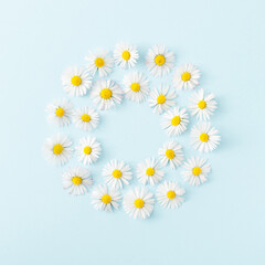 Round spring frame made of daisy flowers on bright blue background. Minimal floral concept. Top view.