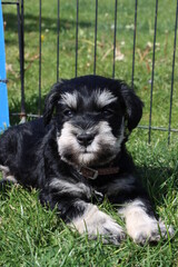 puppy miniature schnauzer in garden