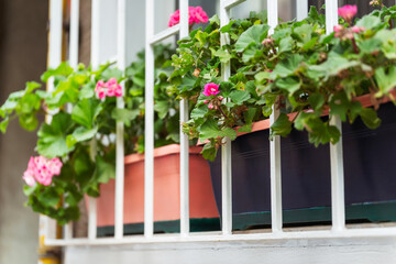 Geranium on the window with metal grating outside. Pots of flowers on the windowsill. Fresh flowers building decoration