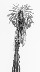 monochrome succulent spurge euphorbia ingens Euphórbia