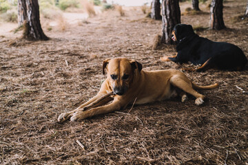 Pareja de perros paseando un d&iacute;a soleado por el campo