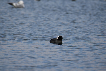 A beautiful tufted duck floating gently on the water of a lake in Oss, Netherlands
