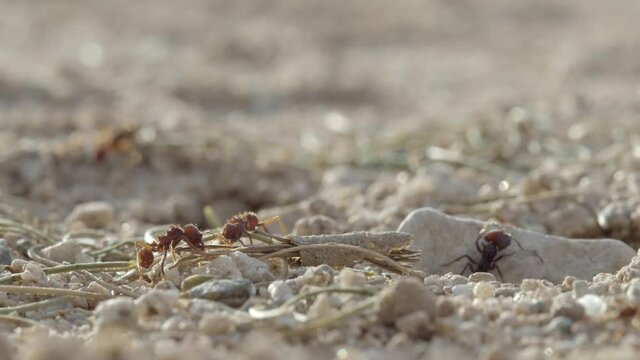 Messor ants are looking for food to fill up granaries, seed predation