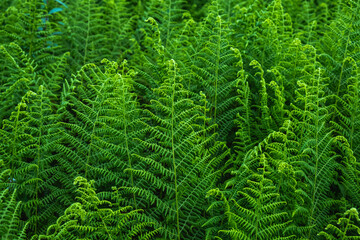 Green fern leaves