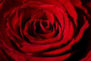 Rose Makro Blüte Nahaufnahme Rosenblätter Rote Liebe Symbol Blütenblätter weich Farbe Erotik Sinnlichkeit Lust Rose Petals weich Farbe Königin der Blumen Gehölz Garten Schöpfung Sinnbild 