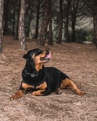 Rottweiler hembra l&iacute;nea alemana disfrutando de un paseo por el parque