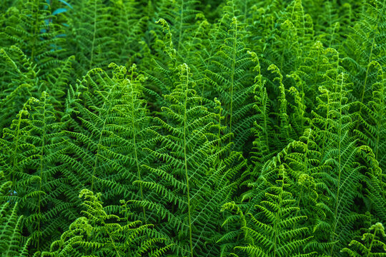 Green fern leaves