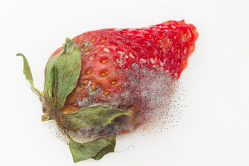 Strawberries with mold due to poor preservation