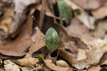 Yellow Trout Lily Leaves Emerging in Springtime