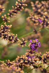 Lavender flower on blurred background with selectice focus