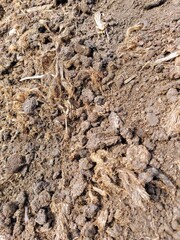 Latvian gold, Peat extraction in Latvian bogs