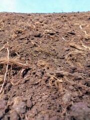 Peat of Latvian bogs