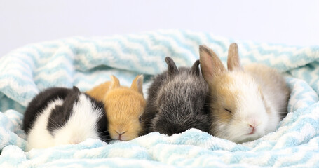 A group of lovely bunny easter fluffy baby rabbits sitting and sleeping in warm soft blue and white...