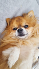 Brown dog of small breed Chihuahua is resting. High quality photo