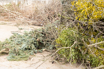 Heap of tree brunches at green recycle plant
