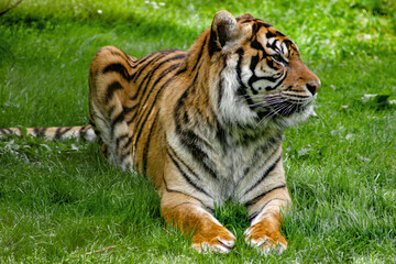 tigre de Sumtra