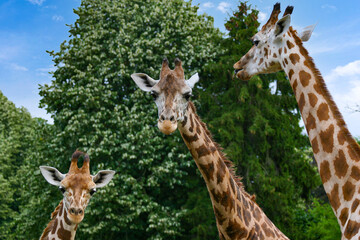 trois Girafes d’Afrique centrale
