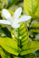 lily of the valley in the garden