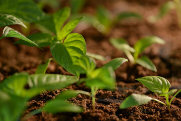 Seedlings of young garden greenhouse plants. Fruit or vegetable sprouts. Stems and leaves sprouting from fertile soil in growing containers. Germinating seeds for the formation of agricultural crops.