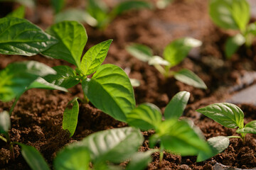 Seedlings of young garden greenhouse plants. Fruit or vegetable sprouts. Stems and leaves sprouting from fertile soil in growing containers. Germinating seeds for the formation of agricultural crops.