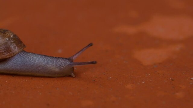 Close up of a Decollate Snail on a garden pathway. They can be used as natural pest control for brown garden snails