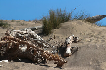 Natural dunes on the beach and logs washed away by the tides