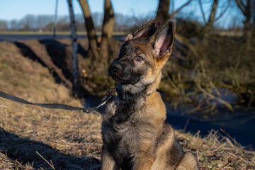 A picture of a fifteen weeks old German Shepherd puppy. Trees and dry grass in the background
