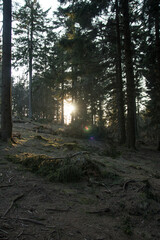 Fototapeta premium sun rays in the forest