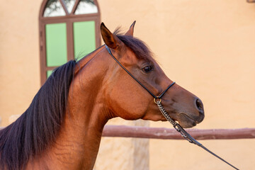 Brown Arabian Horse in Stable 