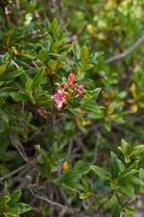 Obraz na płótnie Canvas Rhododendron ferrugineum 
