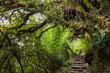 Stone footpath in fantastic green tropical jungle. Rainforest in Nepal, Himalaya