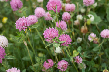 Trifolium pratense