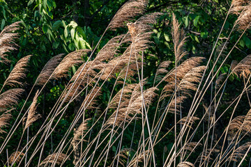 Grass Blowing Gently in a Late Afternoon Breeze in Cruikshank Park