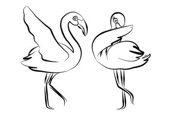 Line art illustration flamingos dance