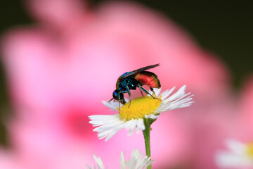 Sand-Goldwespe auf Mutterkraut