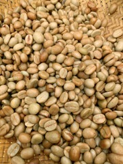 Close up Fresh coffee bean from coffee cherry. with pulp and fruit mucilage