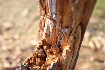 tree trunk in the forest