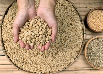 Hand holding dried coffee beans with Three wooden basket separated of coffee process, Dried  beans,...