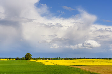Fototapeta na wymiar Blooming yellow rapeseed field under amazing sky. Springtime in Poland. Europe