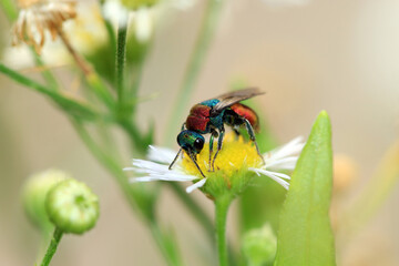 Sand-Goldwespe auf Mutterkraut