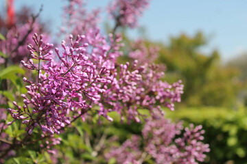 Lilacs Blooming
