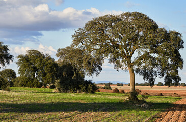 Quercus ilex known as holm oak tree