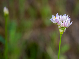 Fototapeta premium Allium roseum