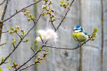 Blue tit perched on a cherry tree branch, looking at cat fur and taking a break from nest building
